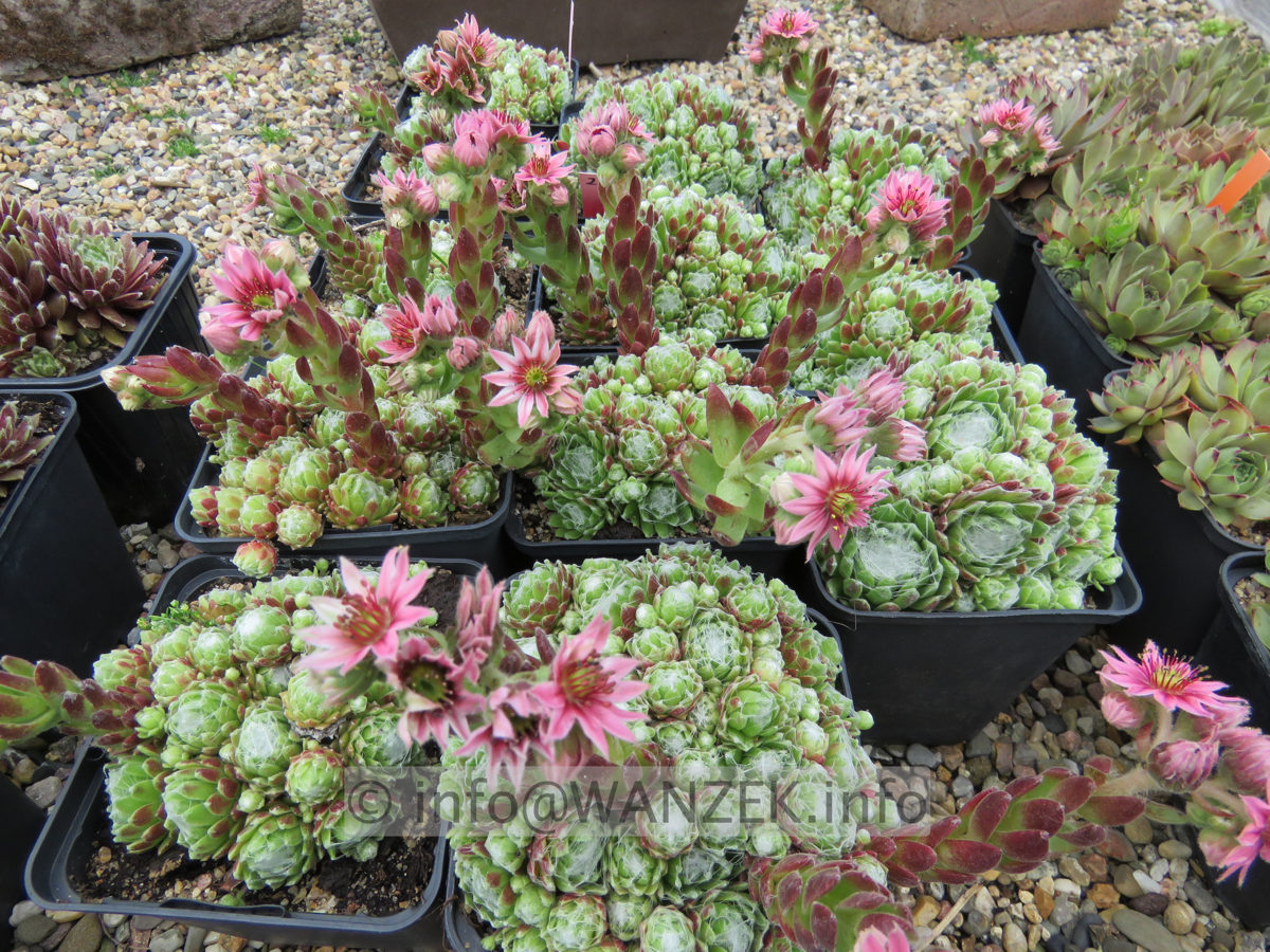 Sempervivum arachnoides  02.JPG